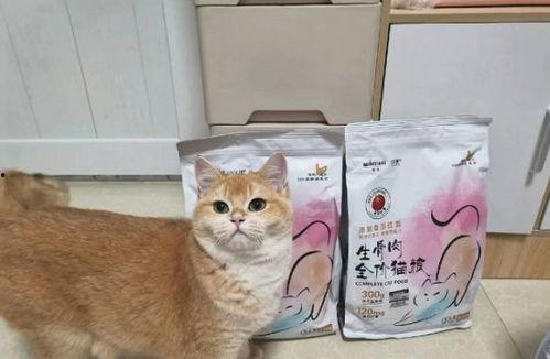 国产猫粮油测评视频在线