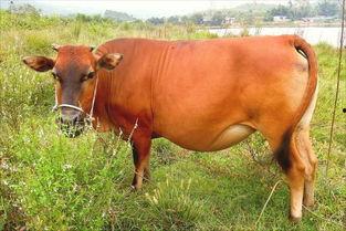 国产黄牛图片大全视频