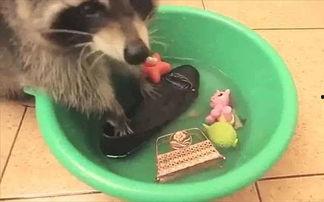 国产浣熊养得熟吗视频大全,从生疏到亲昵的温馨转变