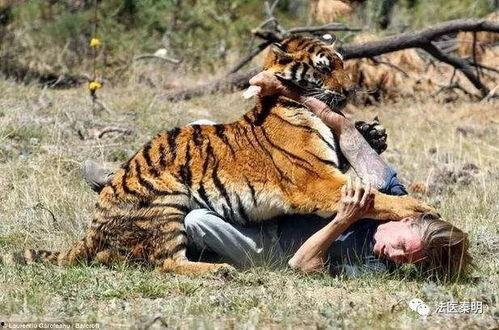 国产老虎新闻最新消息视频,揭秘神秘视频背后的故事